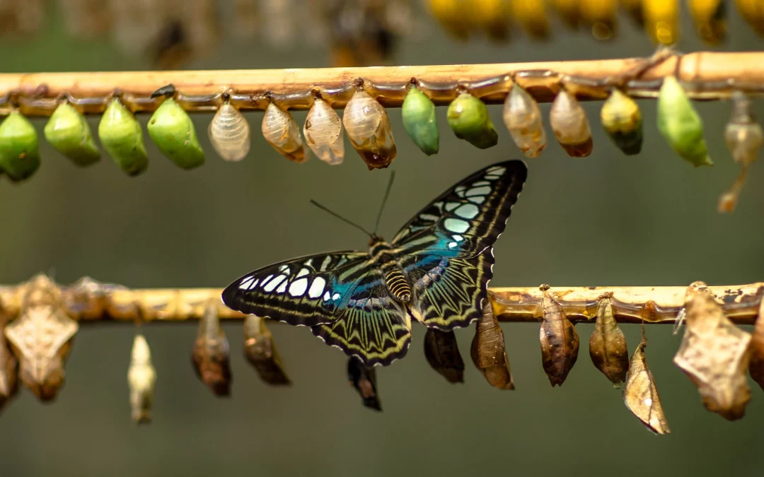 a butterfly among the cocoons